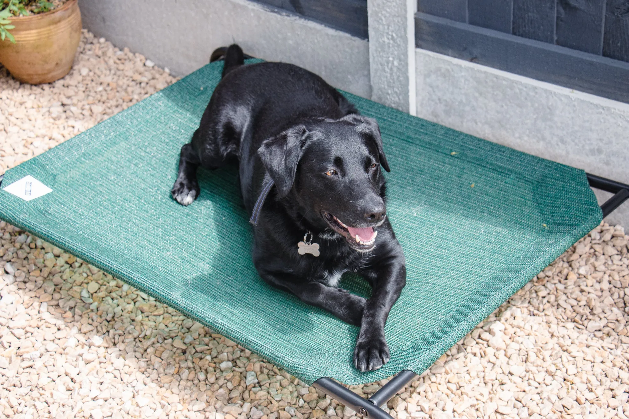 Coolaroo Raised Dog Beds Green (Large, X-Large)